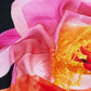 Foulard  Donna Desigual  Alice 26SAWA14