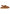 Sandali  Donna Ugg  W Goldenstar Gleam 1175122